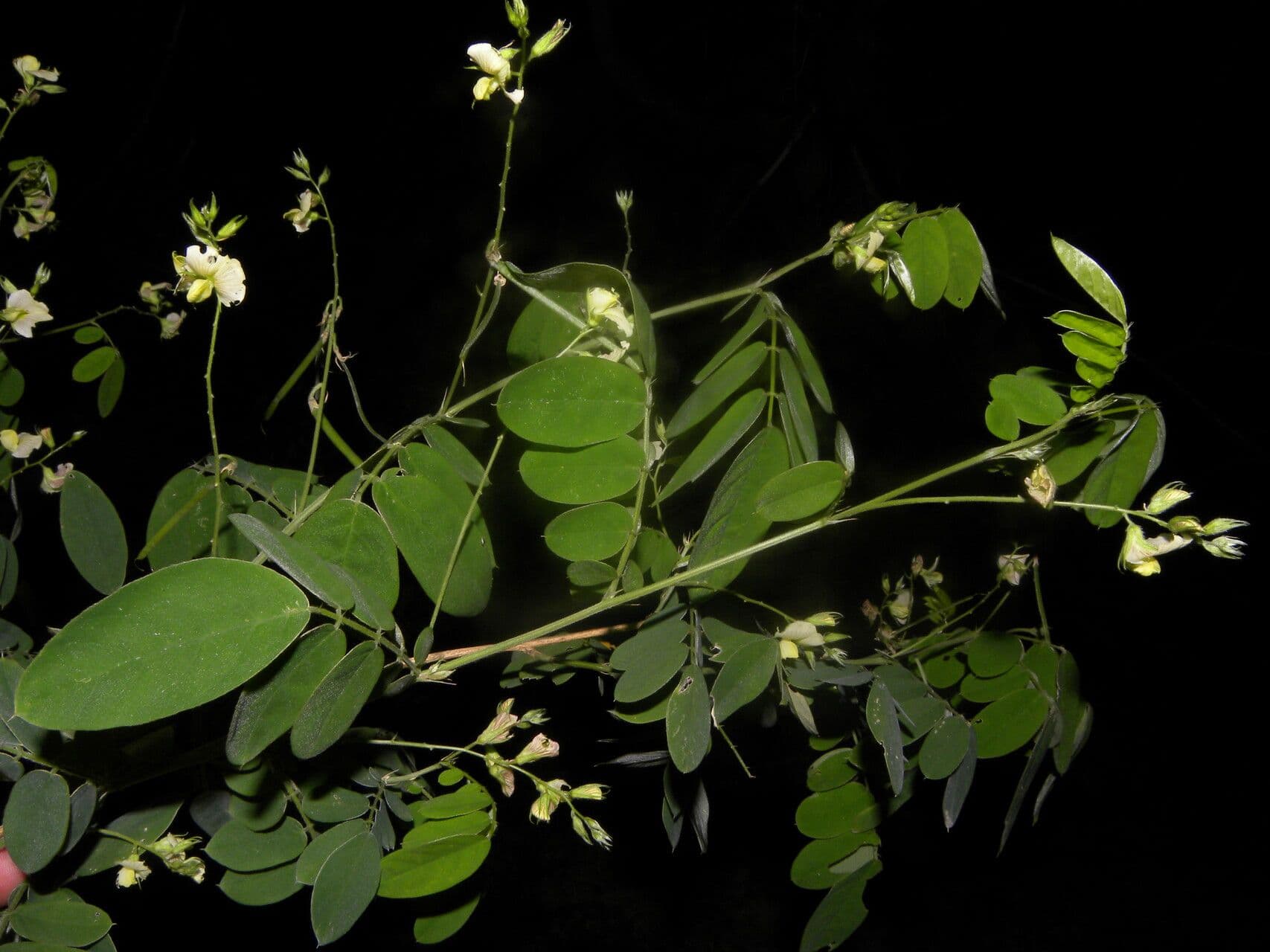 Coursetia caribaea 8