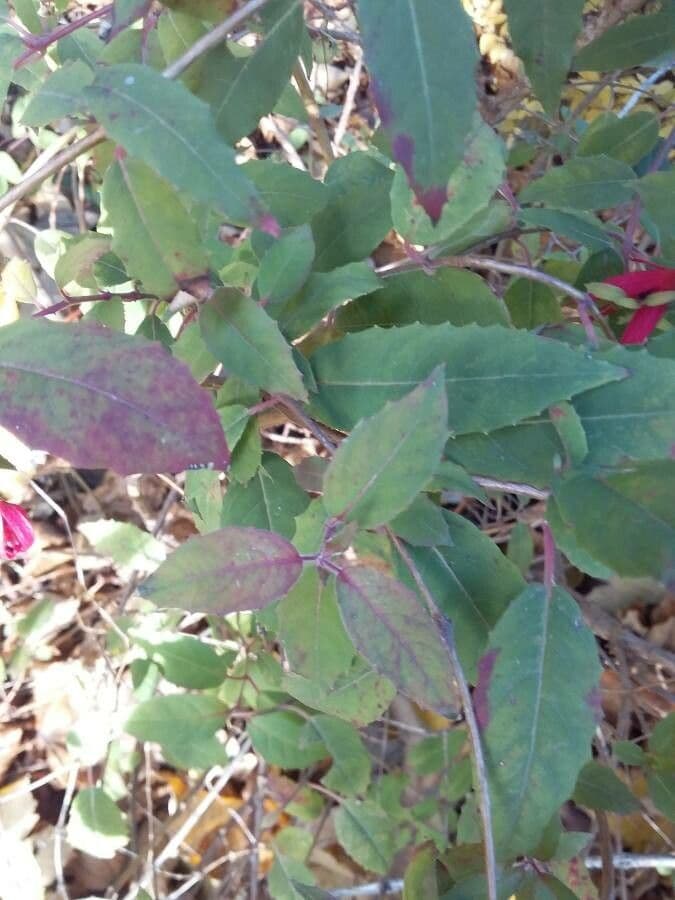 Fuchsien 16