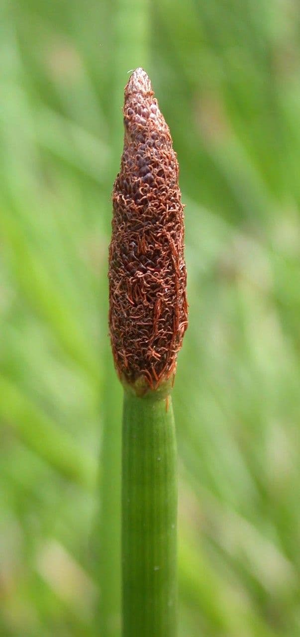 Ważka 6