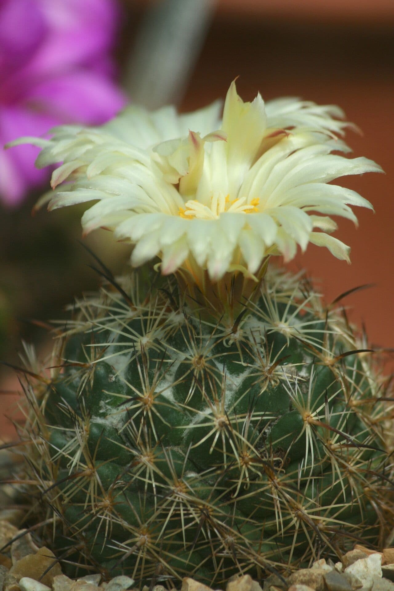 Coryphantha
