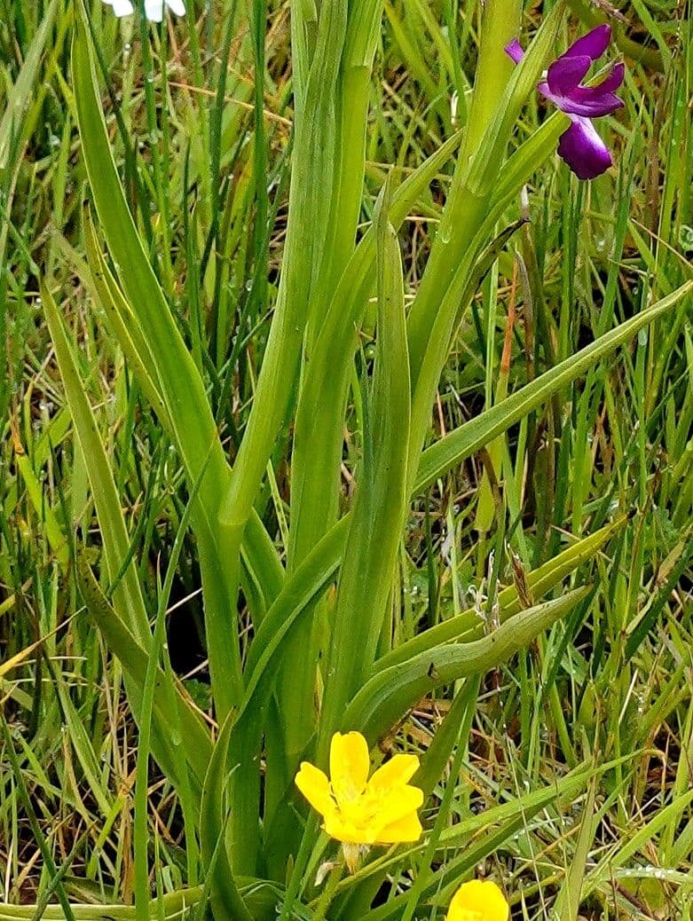 Orchide di palude 15