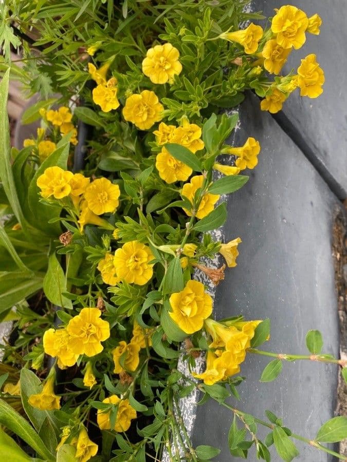 Kleinblütige Kalibrachoa 10