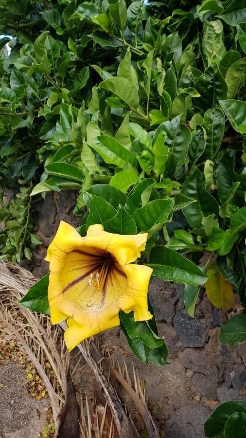 Solandra grandiflora 11