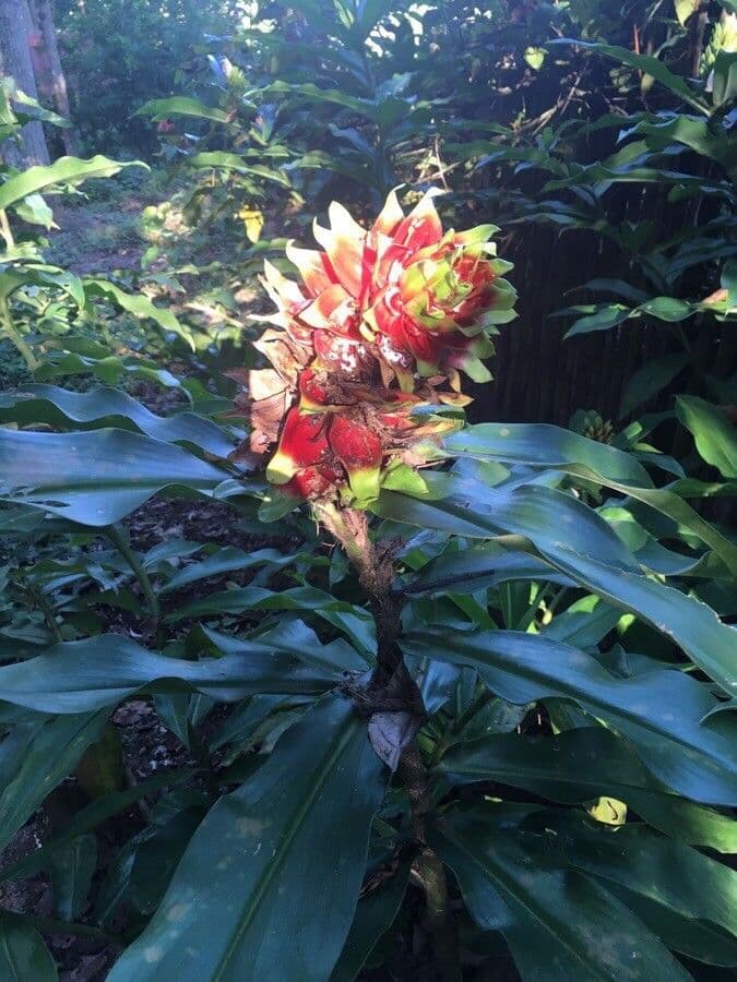 Costus arabo 2