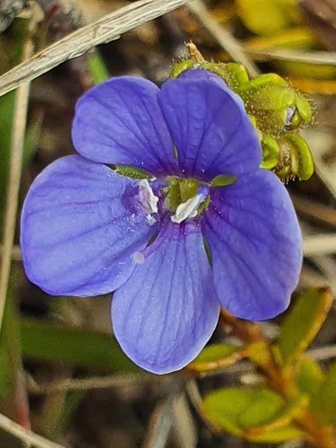 Veronica 3