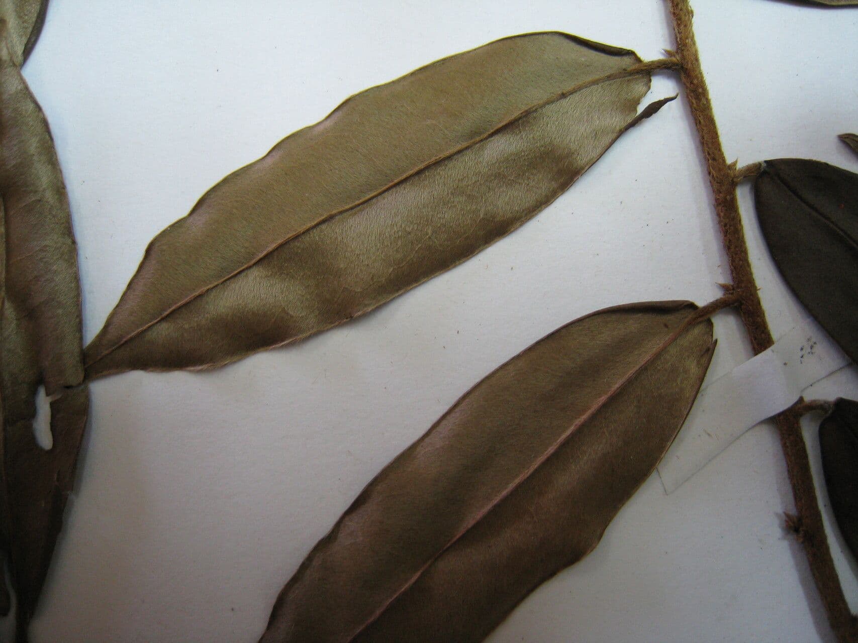 Xylopia più bella 14
