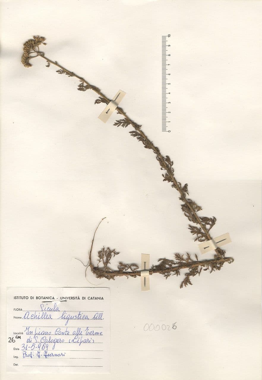 Achillea ligustica 27