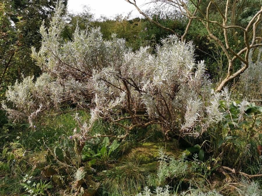 Artemisia argentea 7