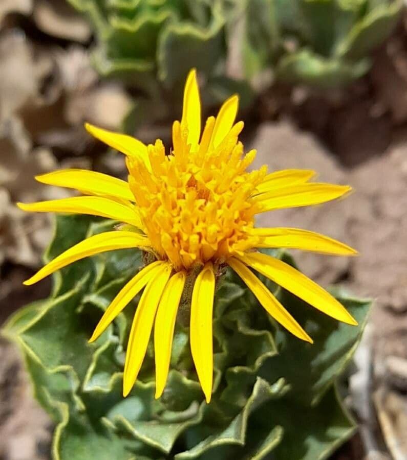Haplopappus