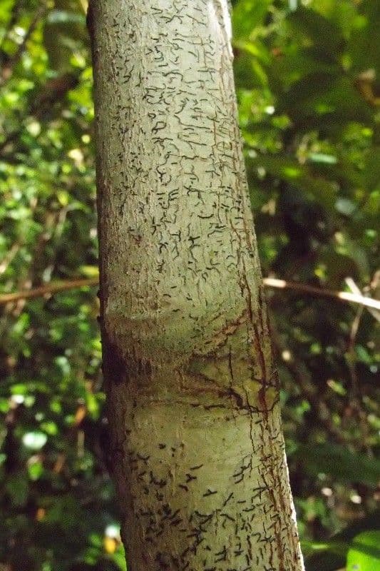 Eugenia 12