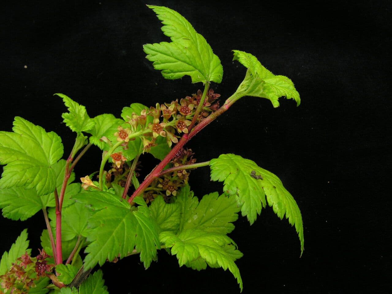 Ribes