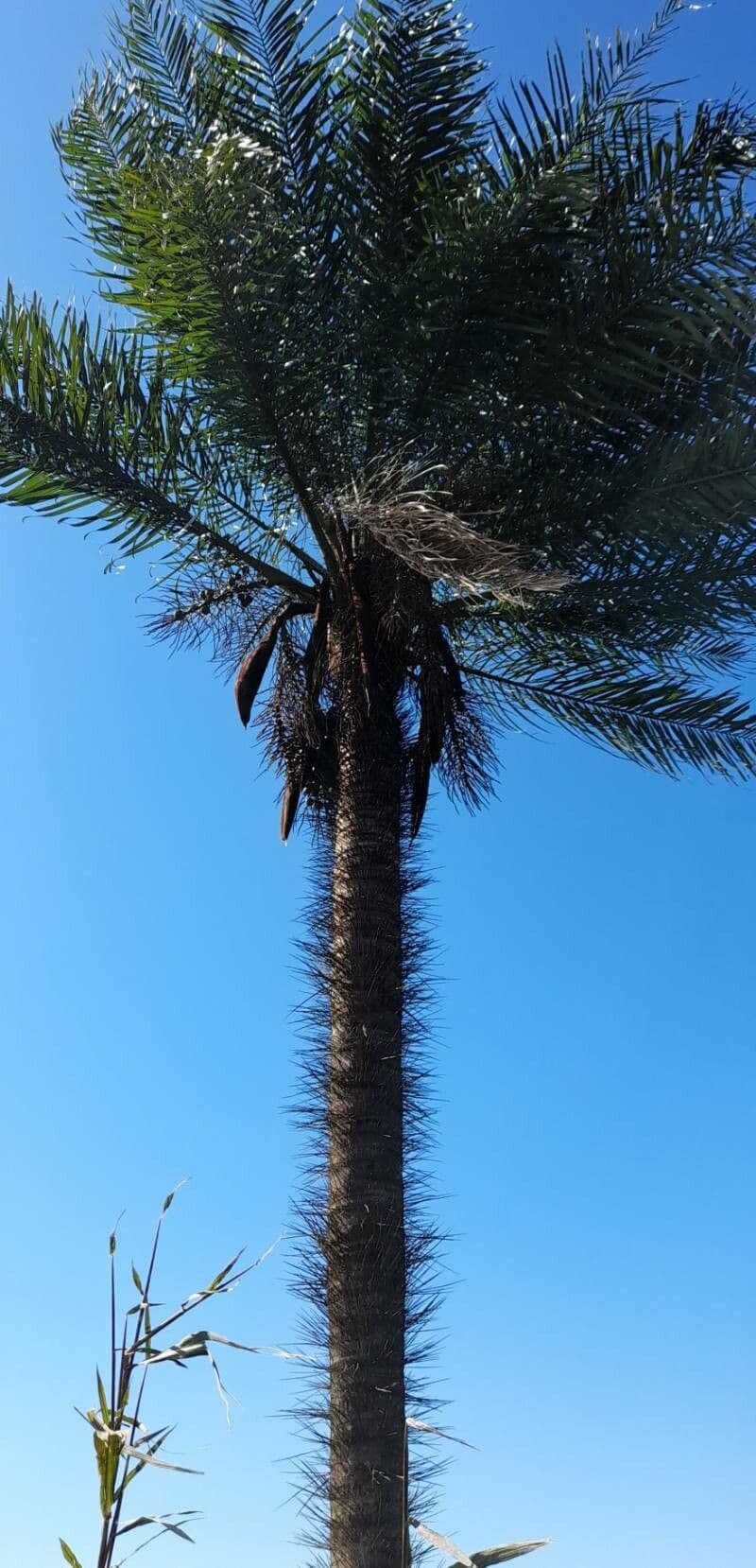 Palma da cocco gialla 4