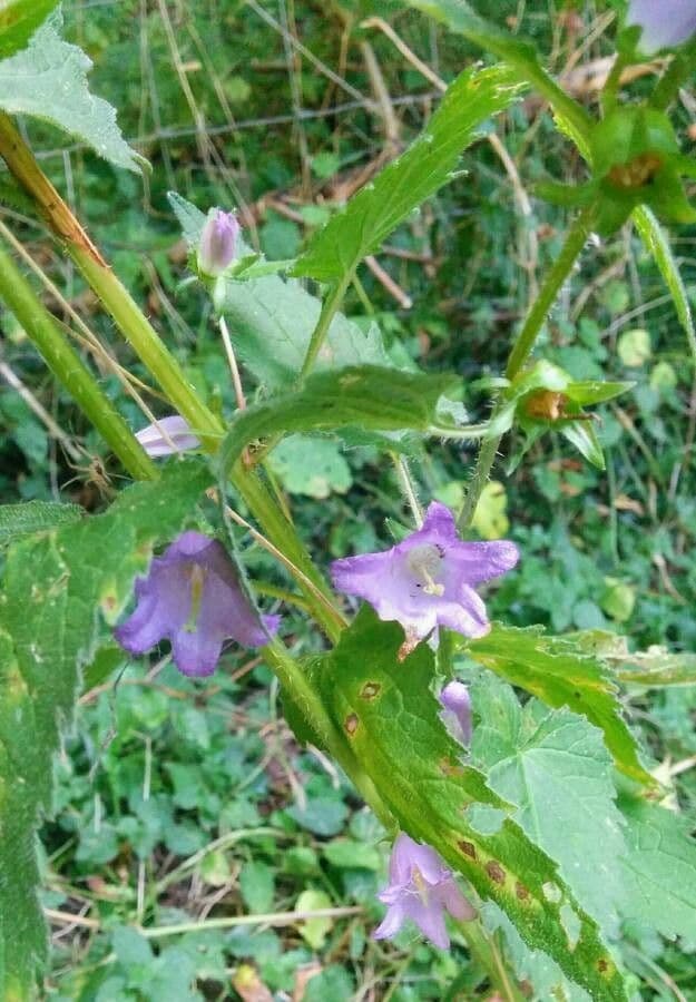 Nesselblättrige Glockenblume 11