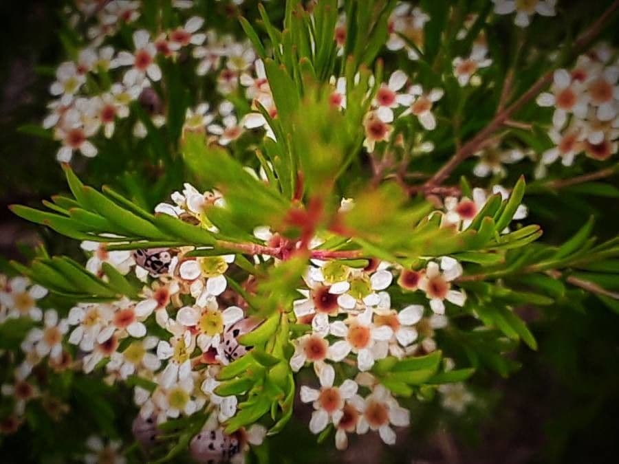 Sannantha 3