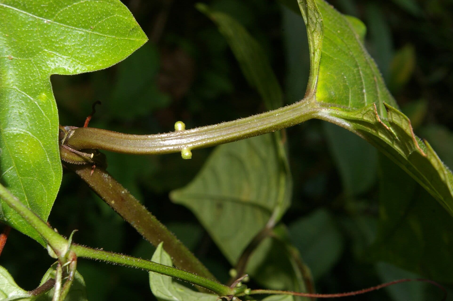 Passiflora 16