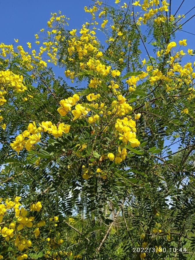 Senna multijuga 10
