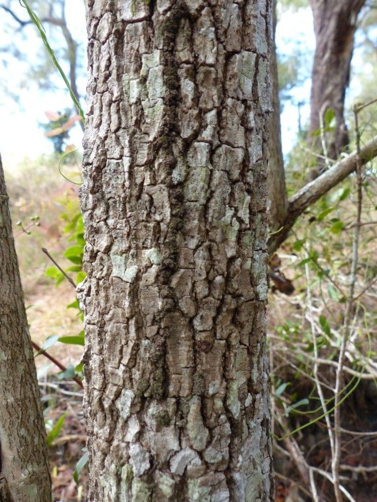 Syzygium 14