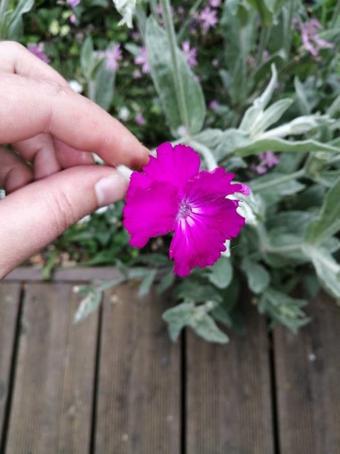 Silene 2
