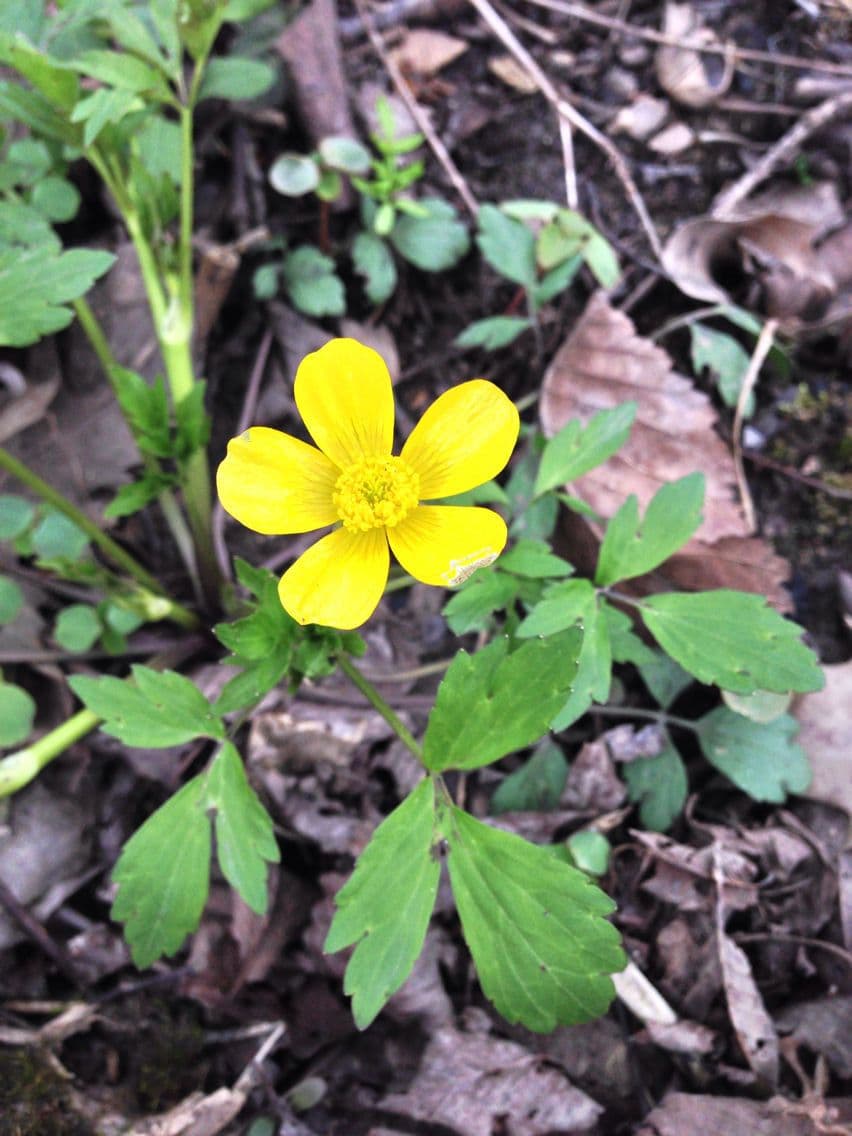 Ranunculus hispidus 8