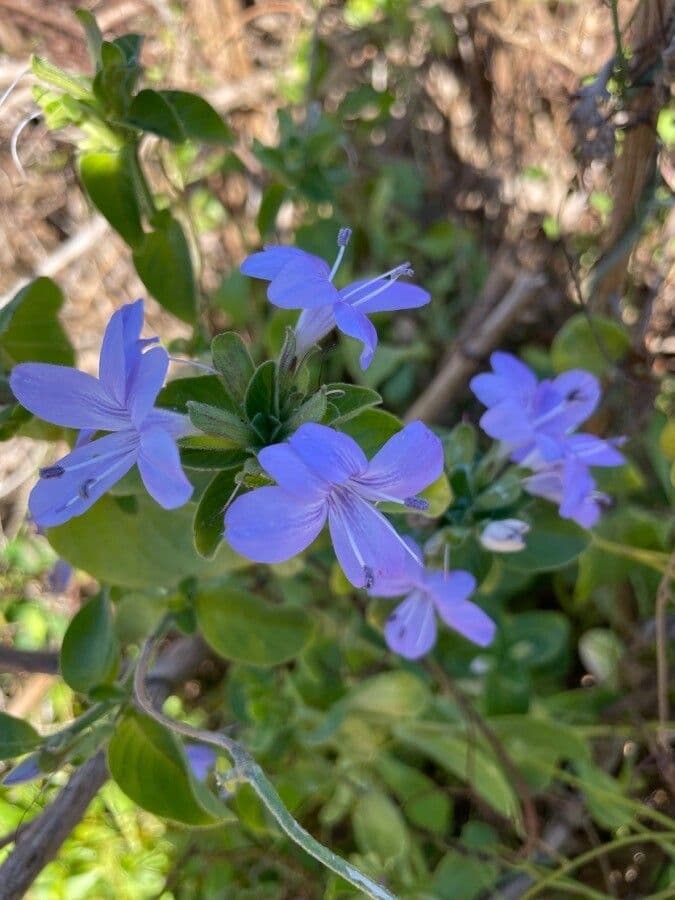 Barleria 3