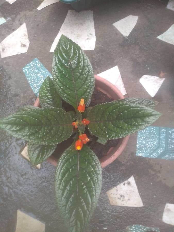 Chrysothemis pulchella 16