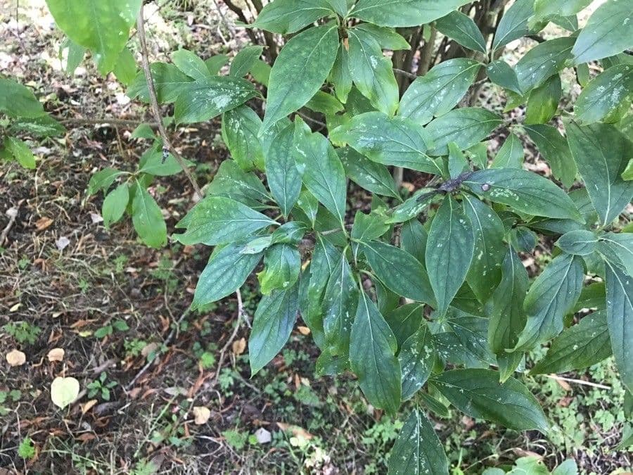 Cornus 3