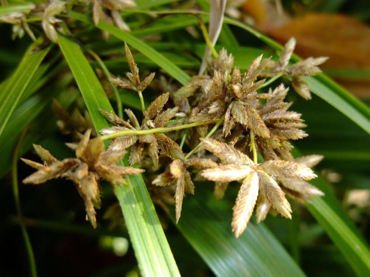 Zigolo involucrato 2