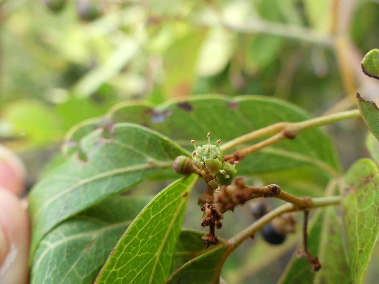 Rhoicissus revoilii 3