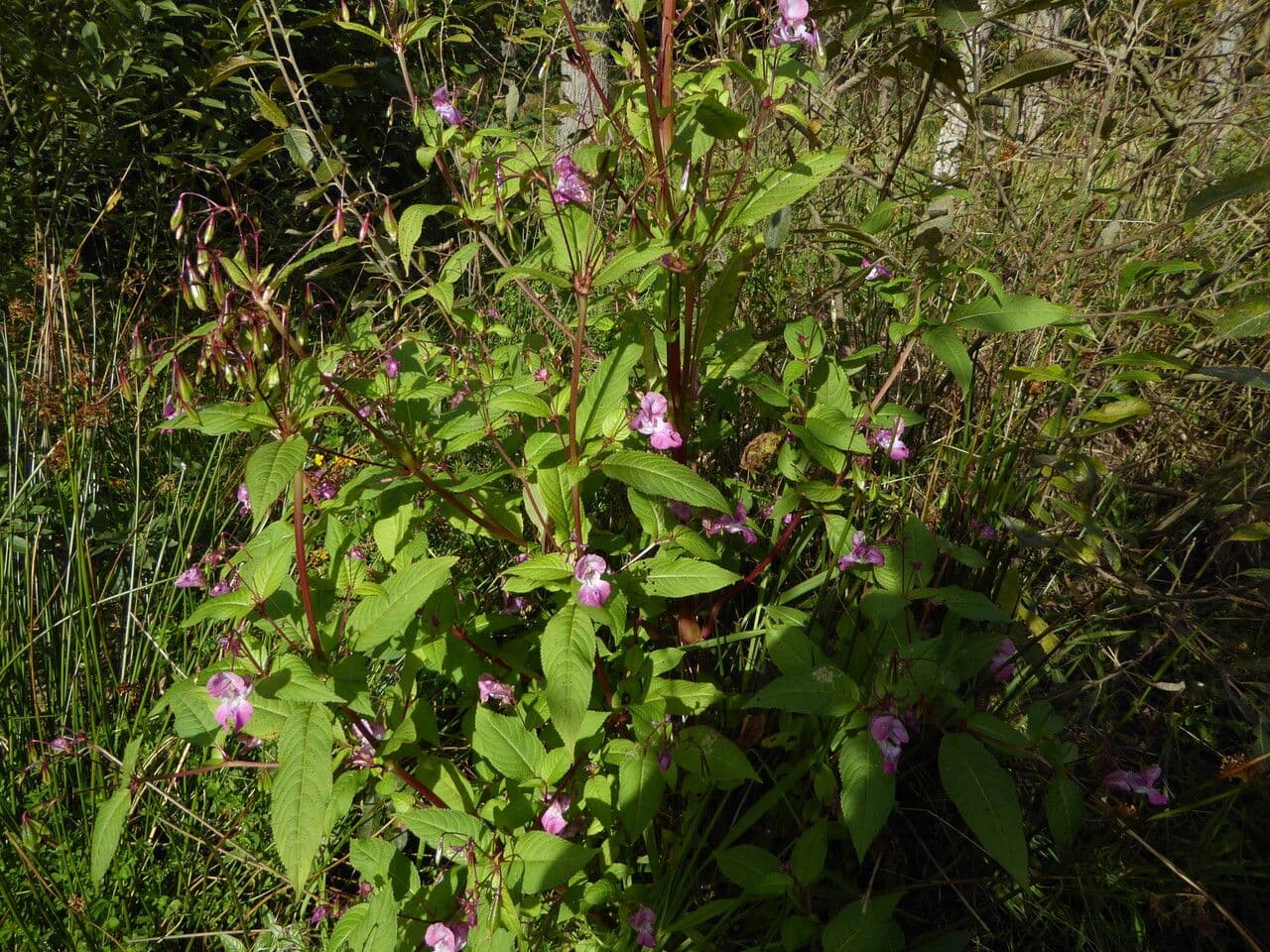 Drüsiges Springkraut 14