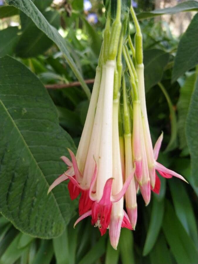 Fuchsien 9