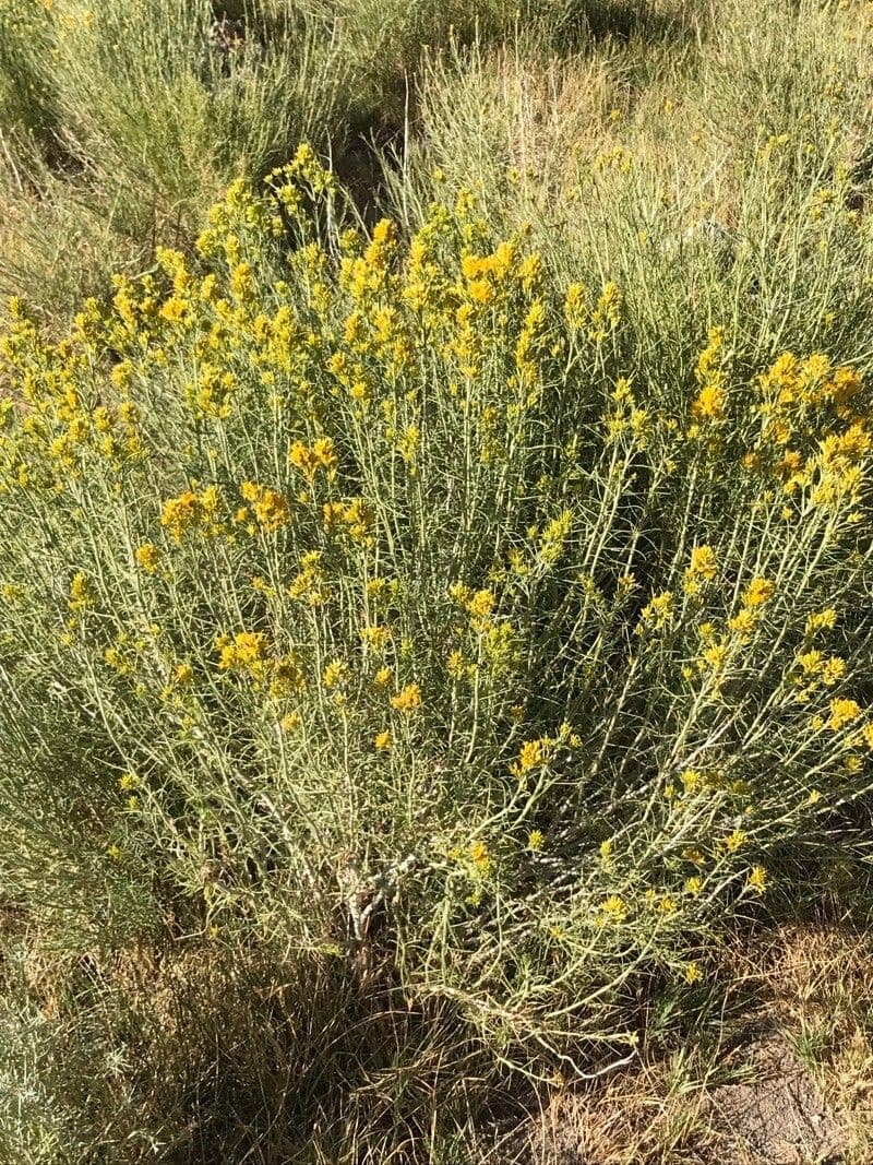 Chrysothamnus à feuilles collantes 15