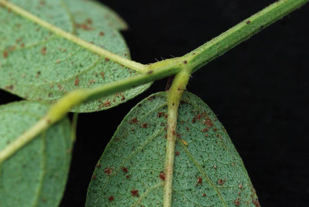 Desmodium paniculatum 21