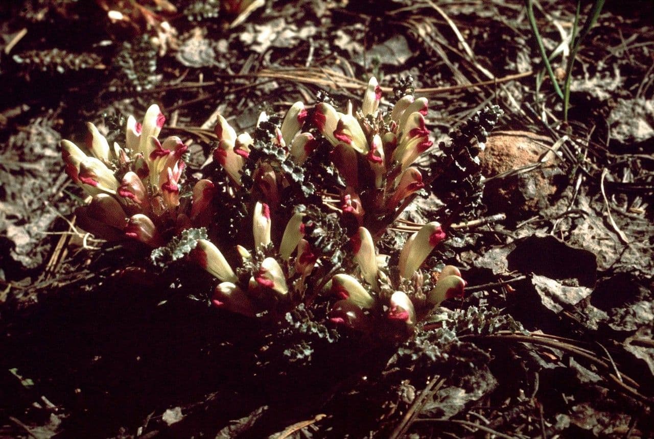 Pedicolare nana 3