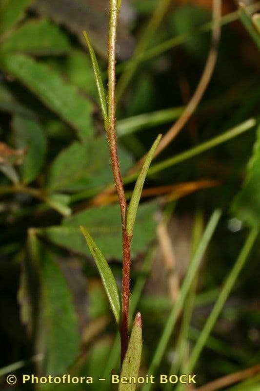 Sassifraga hirculus 22