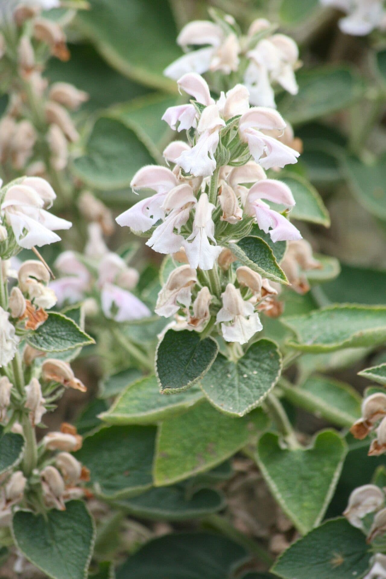 Phlomis