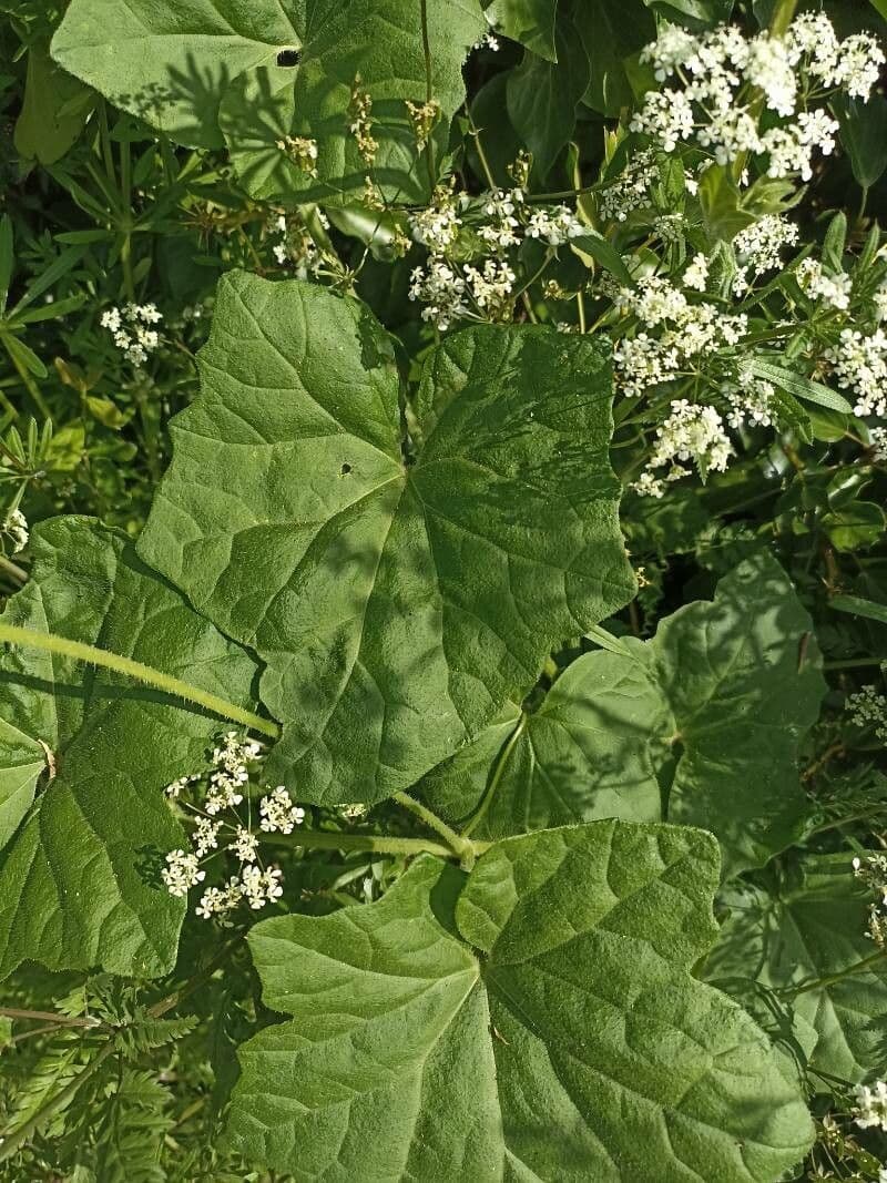 Pericallis 9