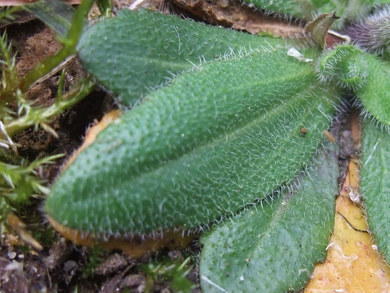 Arabetta irsuta 16