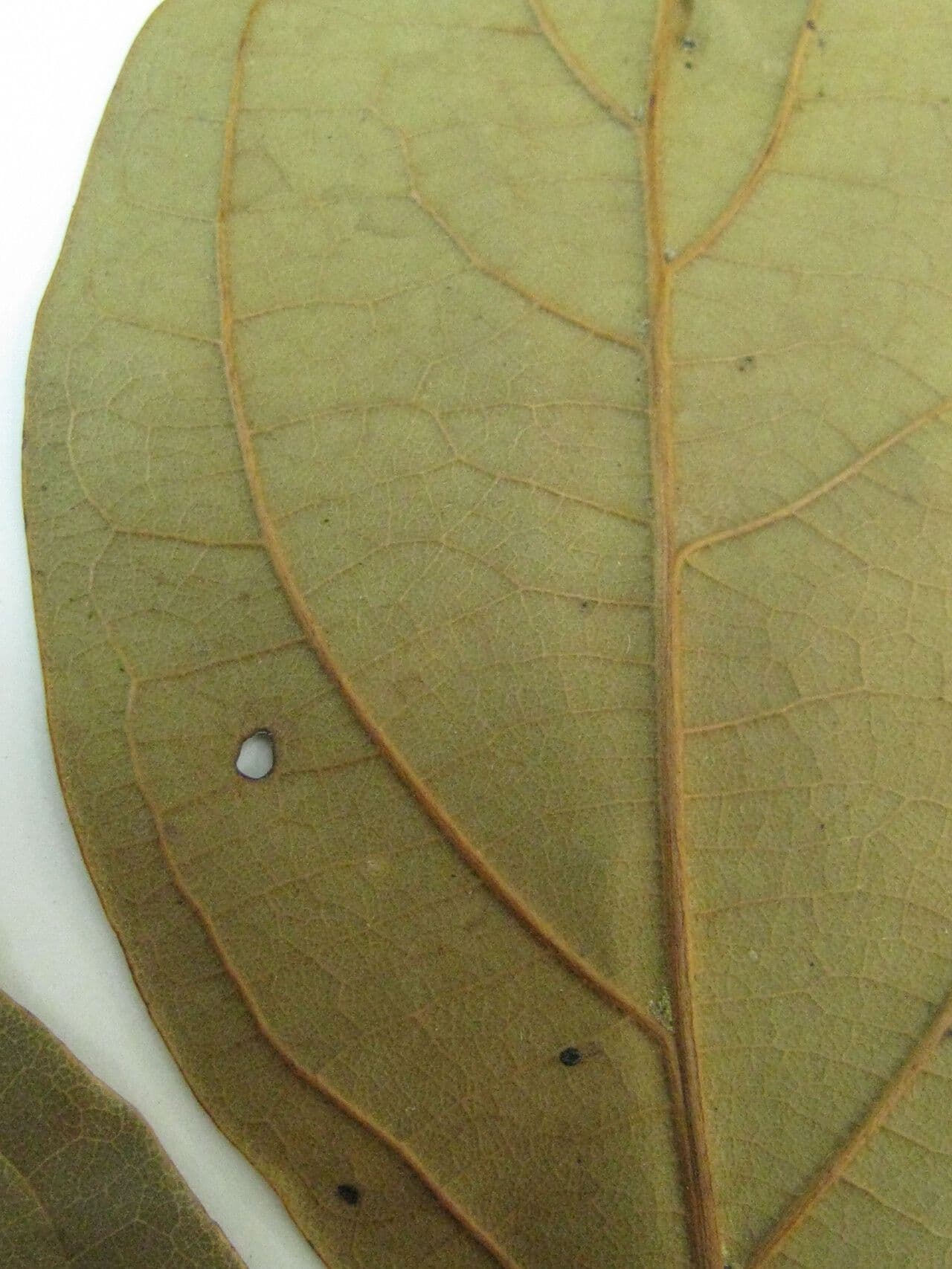 Ocotea 9