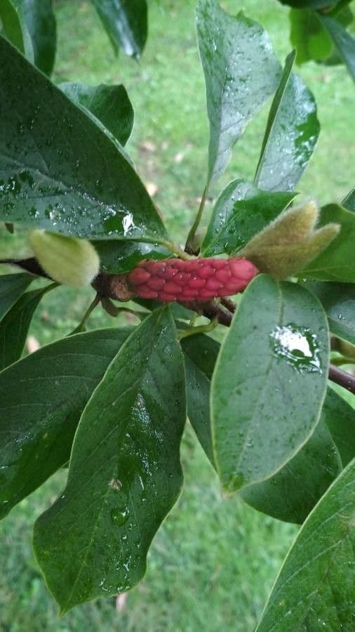 Magnolia denudata 18