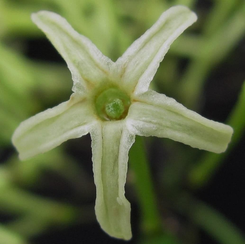 Cestrum 4