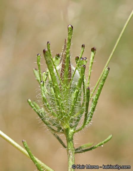 Cordylanthus rigide 4