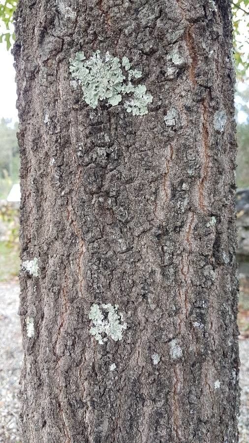 Quercia ilex 14