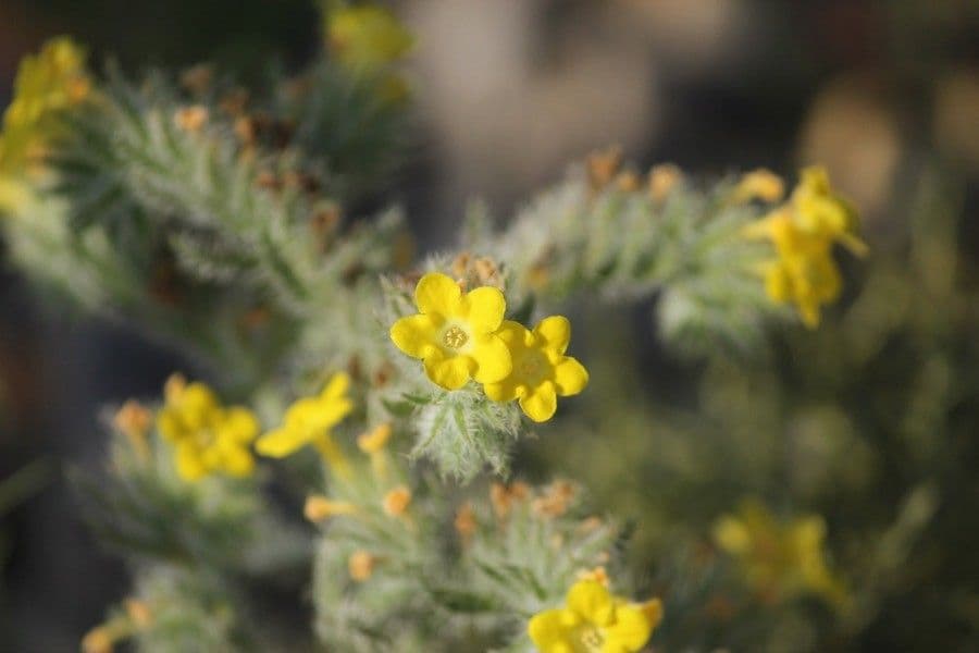 Arnebia ispida