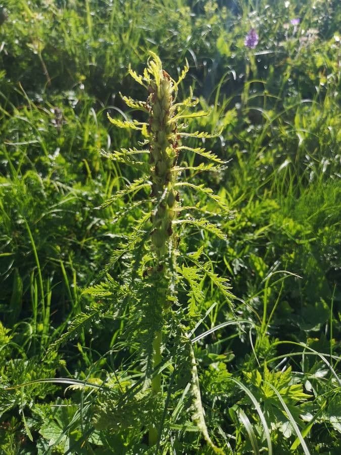 Pedicularis frondosa 19