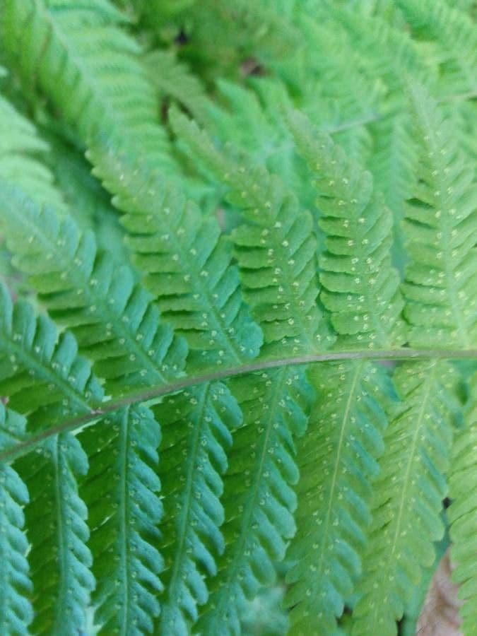 Macrothelypteris 16