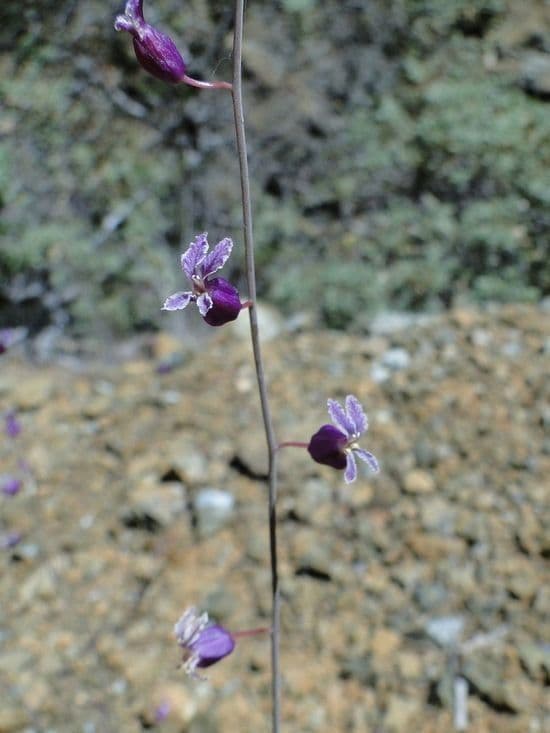 Streptanthus 8