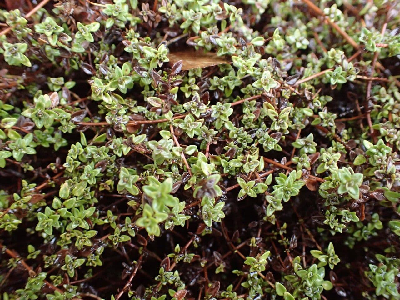 Thym à odeur de cumin 7