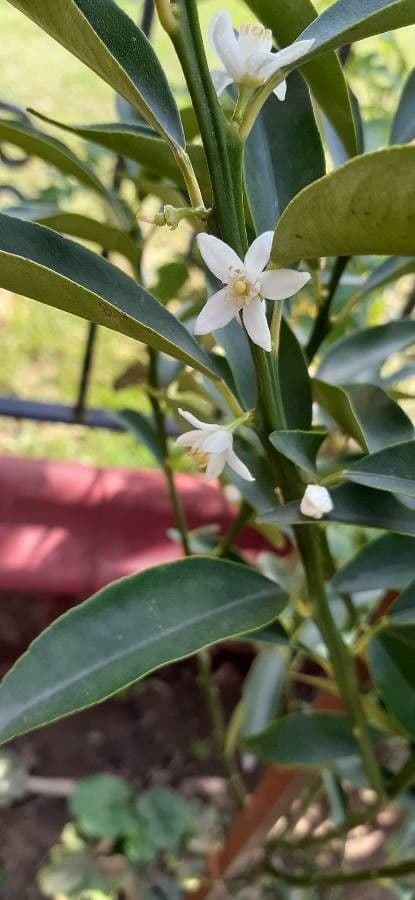 Kummerquats 10