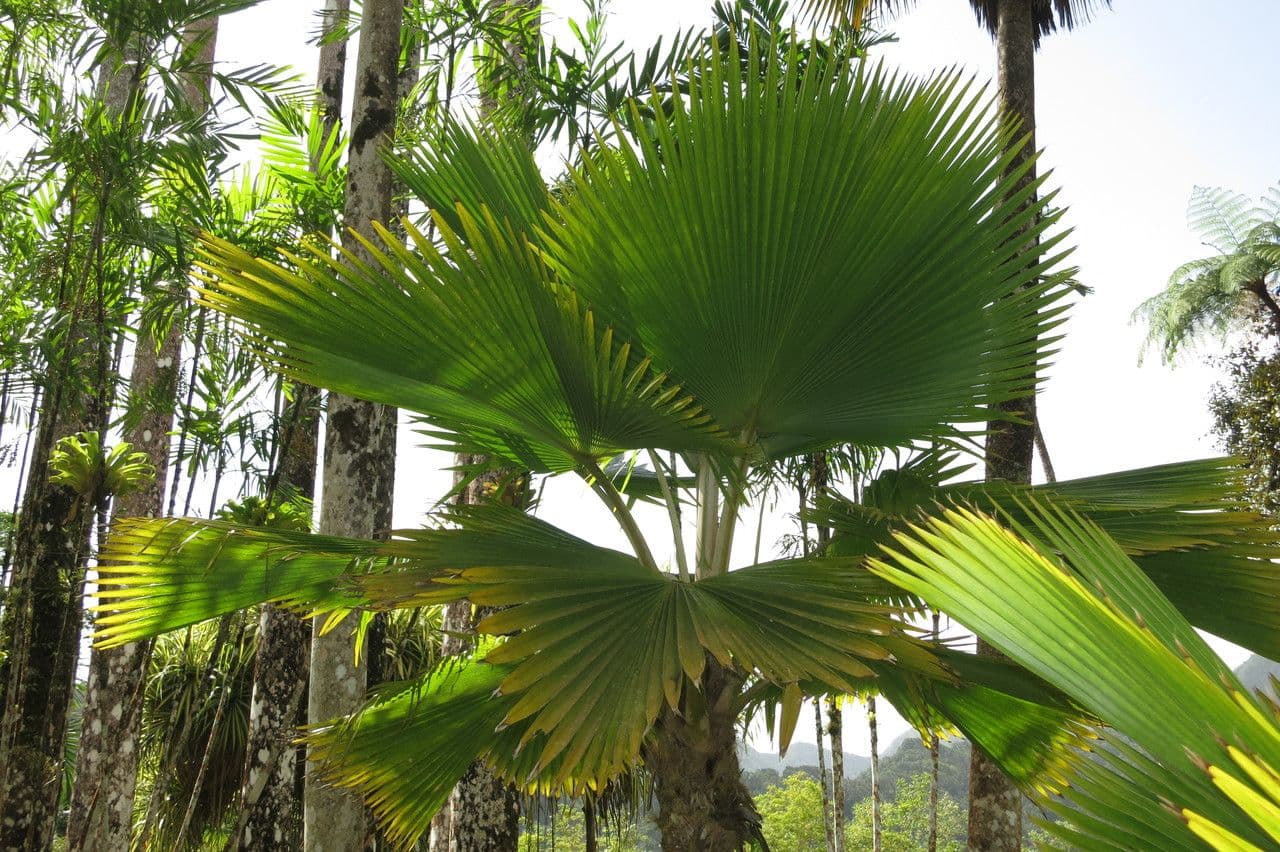 Palma a ventaglio di Vanuatu 9