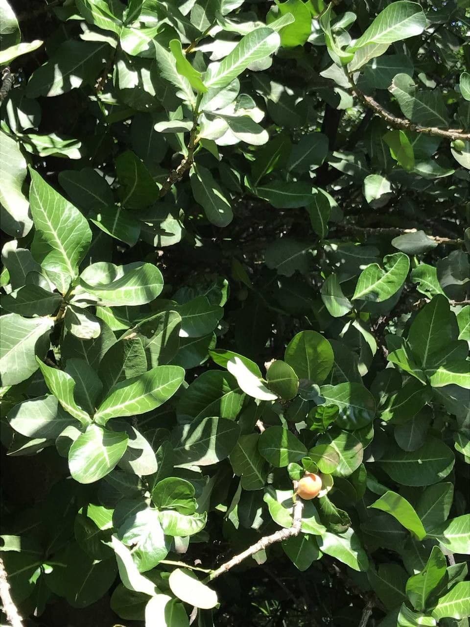 Garcinia livingstonei 11